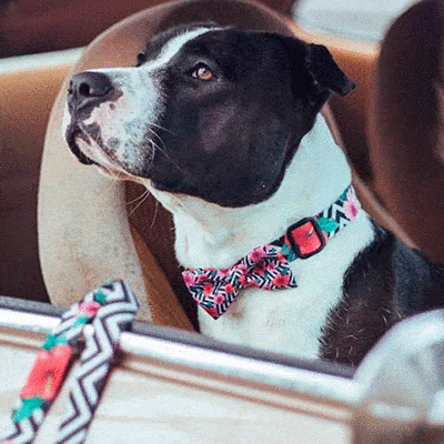 ZEEDOG BOW TIE MAHALO