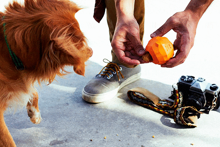 Super Orange Zee.dog