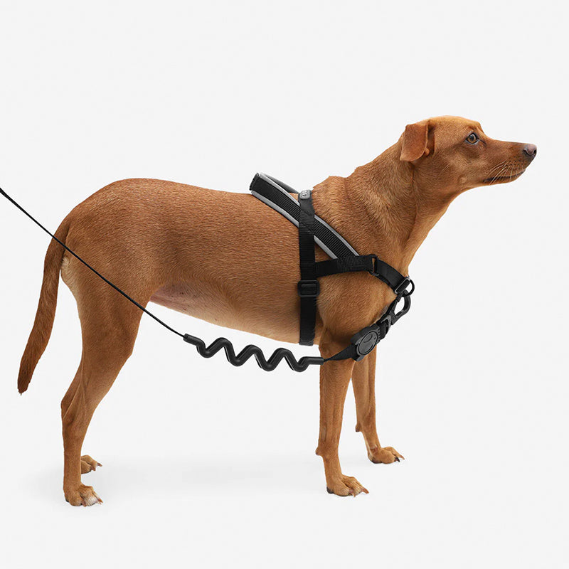 How to put on ikea dog harness 2025