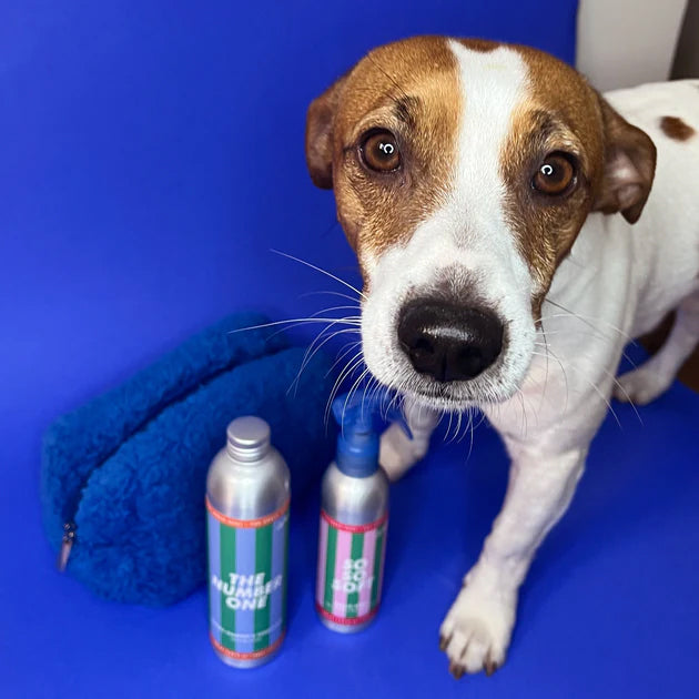 Jampy Shampoo and Conditioner dog