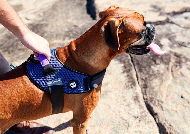 Zee.Dog Wicked FlyHarness peitoral
